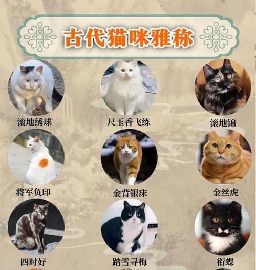 给小猫取什么名字好听? 给小猫取什么名字好听?