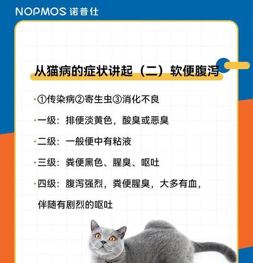 小猫拉稀不吃东西怎么办?如何判断小猫的健康状况? 小猫拉稀不吃东西怎么办?如何判断小猫的健康状况?