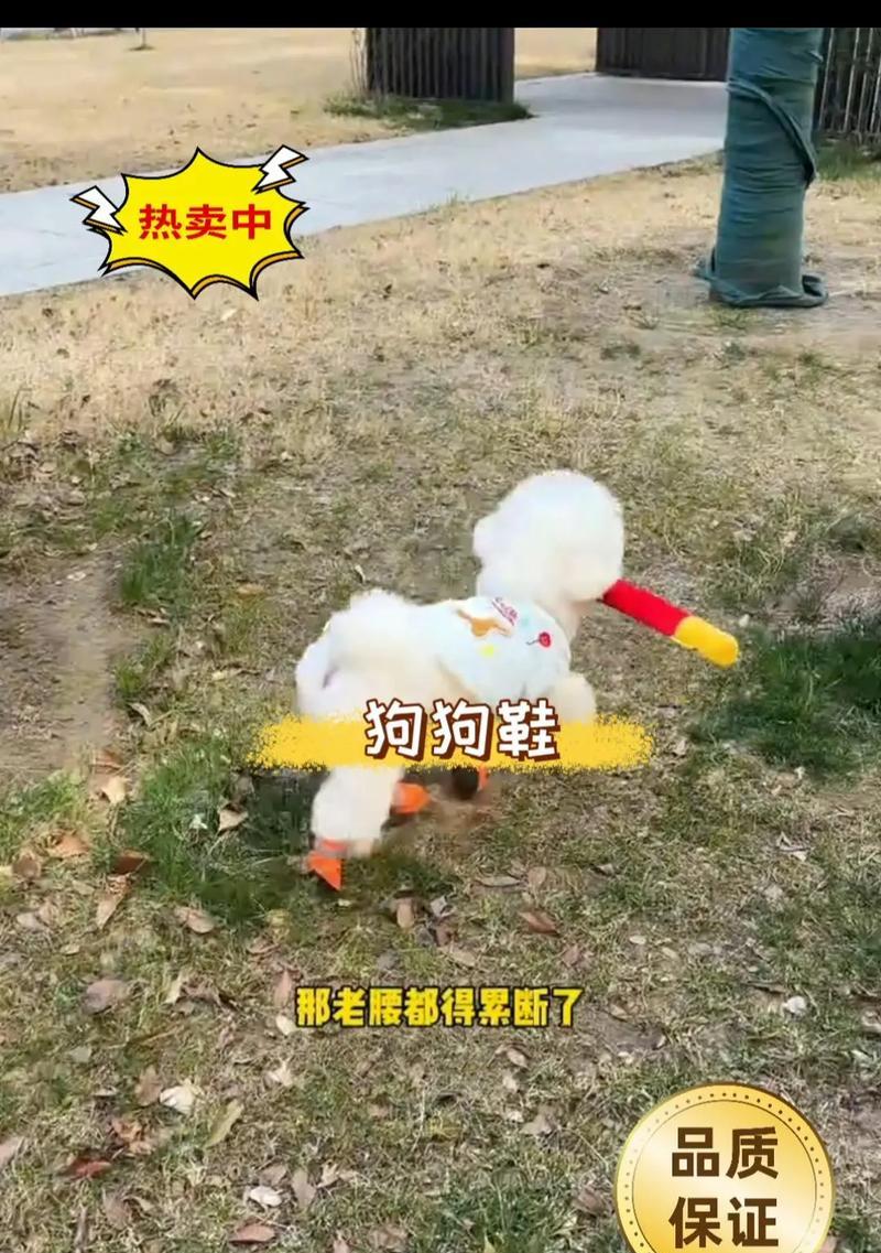 如何为狗狗挑选合适的鞋子？
