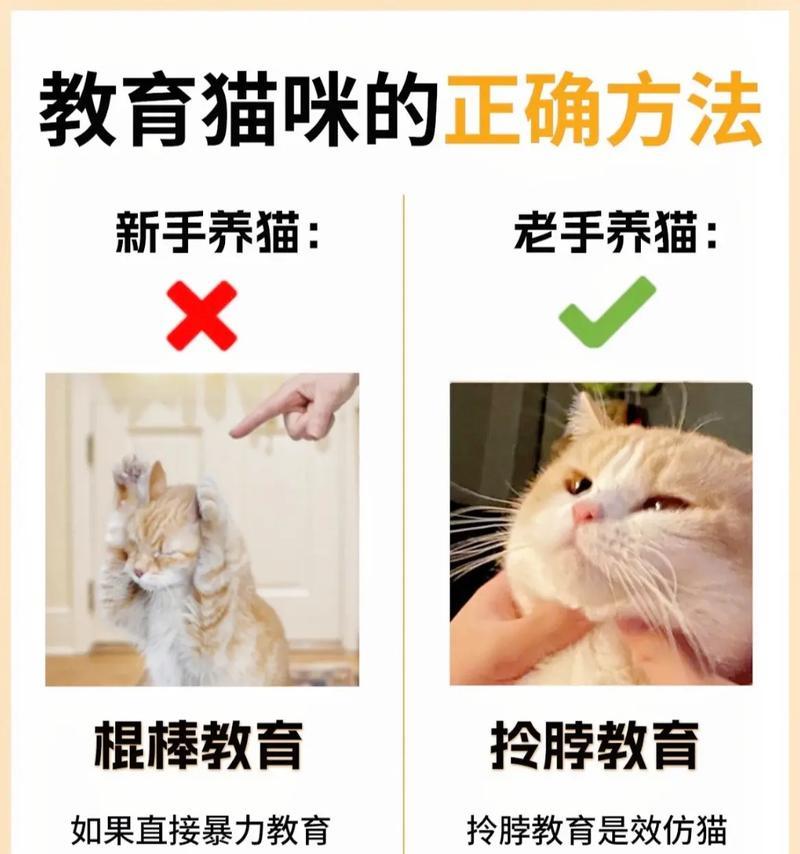 小猫盯着手不放是何原因?如何正确逗猫? 小猫盯着手不放是何原因?如何正确逗猫?
