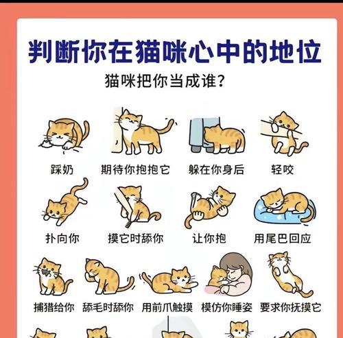 小猫盯着手不放是何原因?如何正确逗猫? 小猫盯着手不放是何原因?如何正确逗猫?