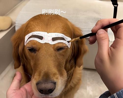 宠物狗总抓脸眉毛有个包（揭秘狗狗抓脸眉毛的真相）