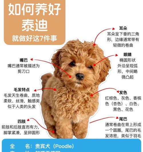 贵宾犬为何毛很少(探究贵宾犬毛量少的原因和特点) 贵宾犬为何毛很少(探究贵宾犬毛量少的原因和特点)