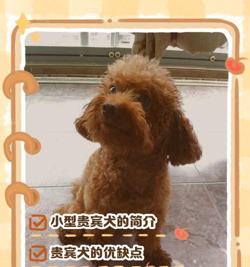 贵宾犬为何毛很少(探究贵宾犬毛量少的原因和特点) 贵宾犬为何毛很少(探究贵宾犬毛量少的原因和特点)