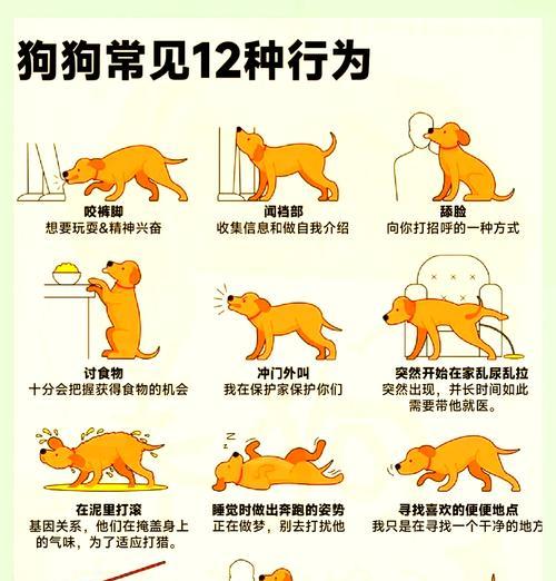 狗狗正常站立时爪子的形态如何？如何判断站立姿势是否正确？