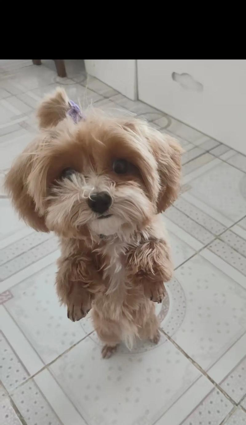 狗狗正常站立时爪子的形态如何?如何判断站立姿势是否正确? 狗狗正常站立时爪子的形态如何?如何判断站立姿势是否正确?