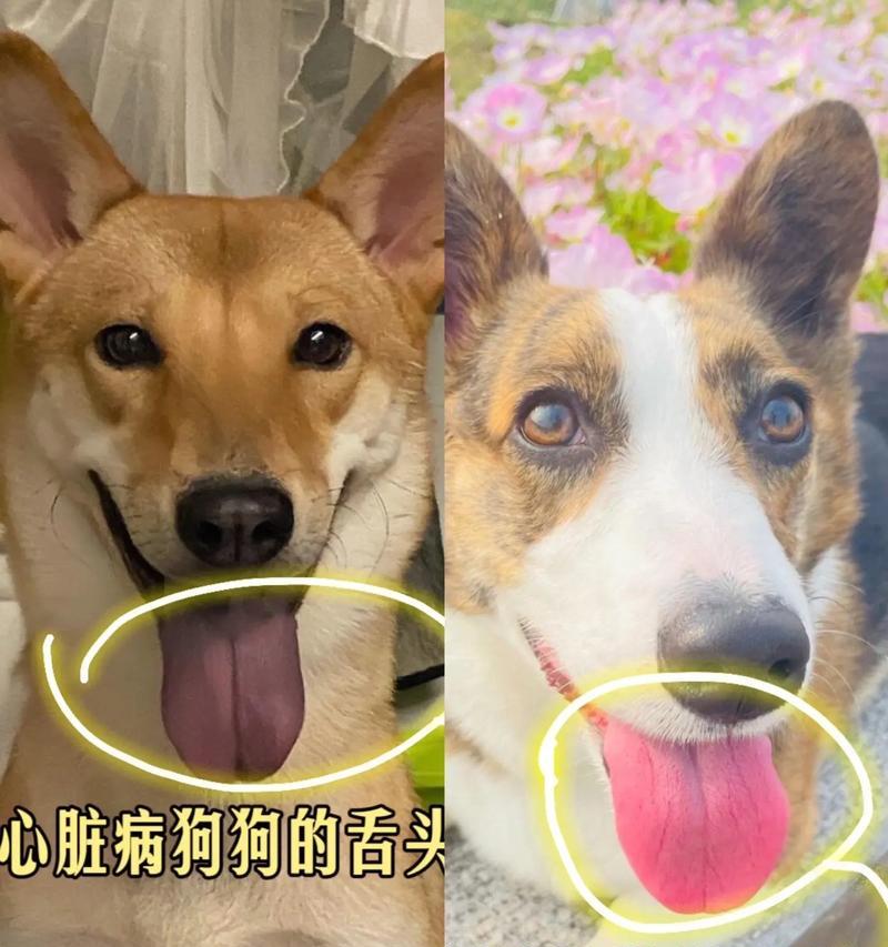 狗狗舌头薄是正常现象吗？薄舌头对狗狗有什么影响？