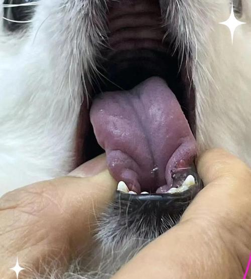 狗狗舌头薄是正常现象吗？薄舌头对狗狗有什么影响？