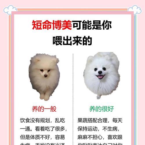 博美犬补肾应该吃什么？有哪些食物对博美犬有益？