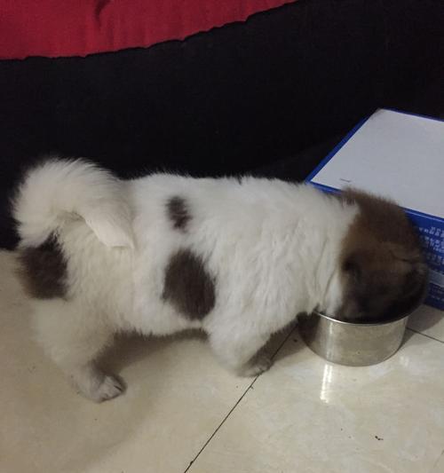 黑白花斑中华田园犬——最可爱的宠物之一（了解这种宠物）