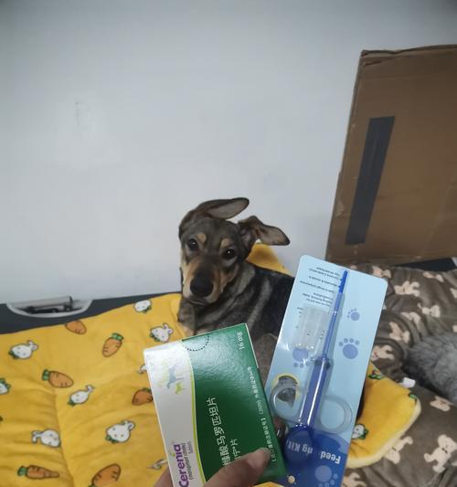 以人注射安乐死药，是一种可怜而残忍的宠物“安乐死”方式。