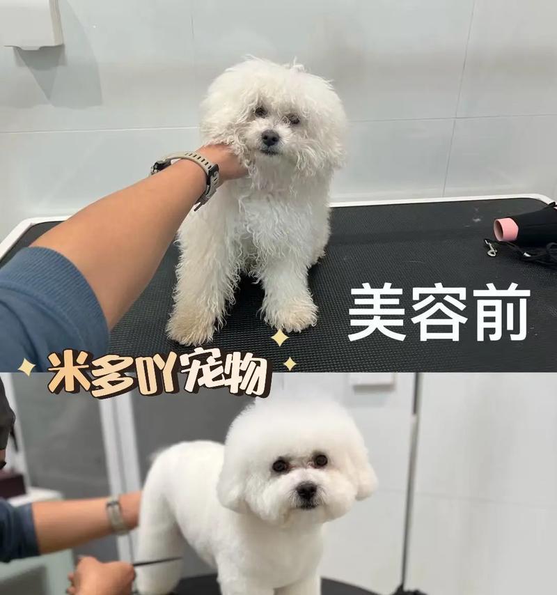 如何进行狗狗美容护理（从沐浴到修剪）