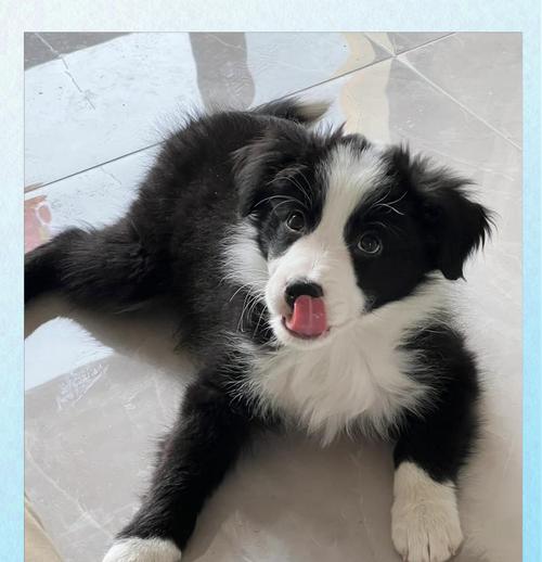 边牧犬掉毛原因分析（了解边牧犬掉毛的原因）