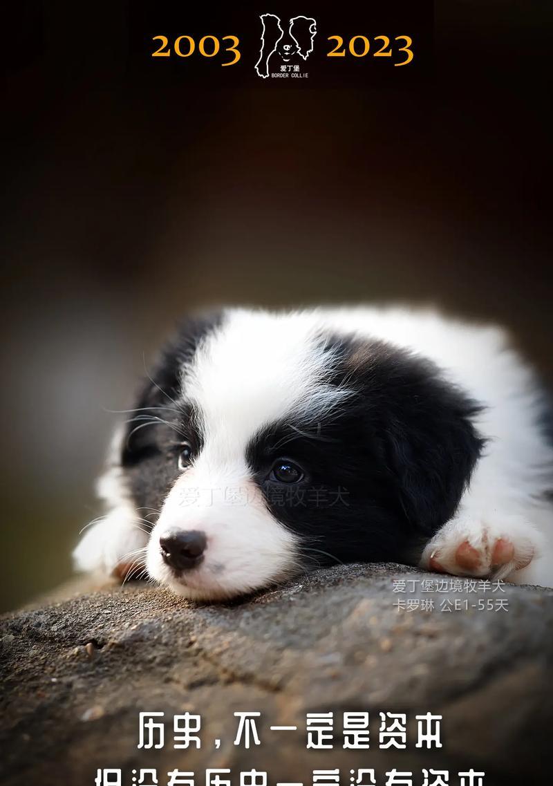 边牧犬掉毛原因分析（了解边牧犬掉毛的原因）