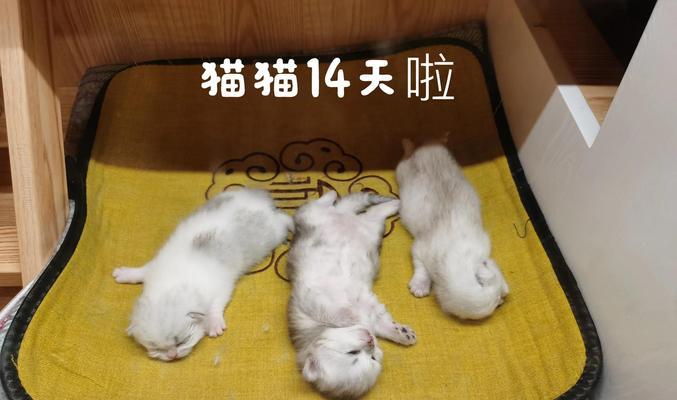小猫何时该断奶（宠物主人必看）