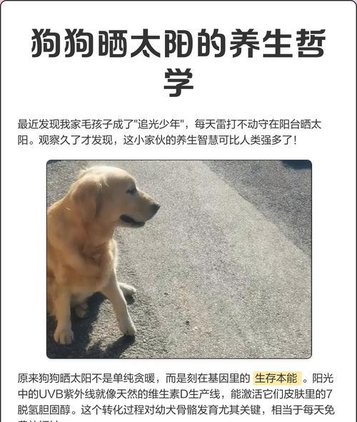 狗狗长时间不晒太阳会有什么影响?如何补充阳光? 狗狗长时间不晒太阳会有什么影响?如何补充阳光?