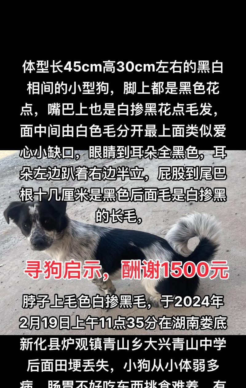 狗狗嘴巴花白是什么原因?如何预防和处理? 狗狗嘴巴花白是什么原因?如何预防和处理?