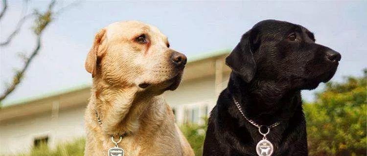 TheArtofNamingYourDoginEnglish（15UniqueandCatchyDogNamesThatWillMakeYourPupStandOut）