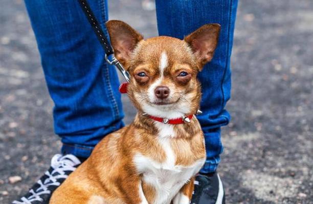 TheArtofNamingYourDoginEnglish（15UniqueandCatchyDogNamesThatWillMakeYourPupStandOut）