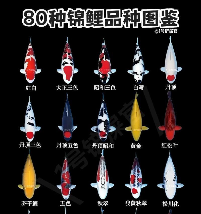 锦鲤鱼有哪些品种和特点？