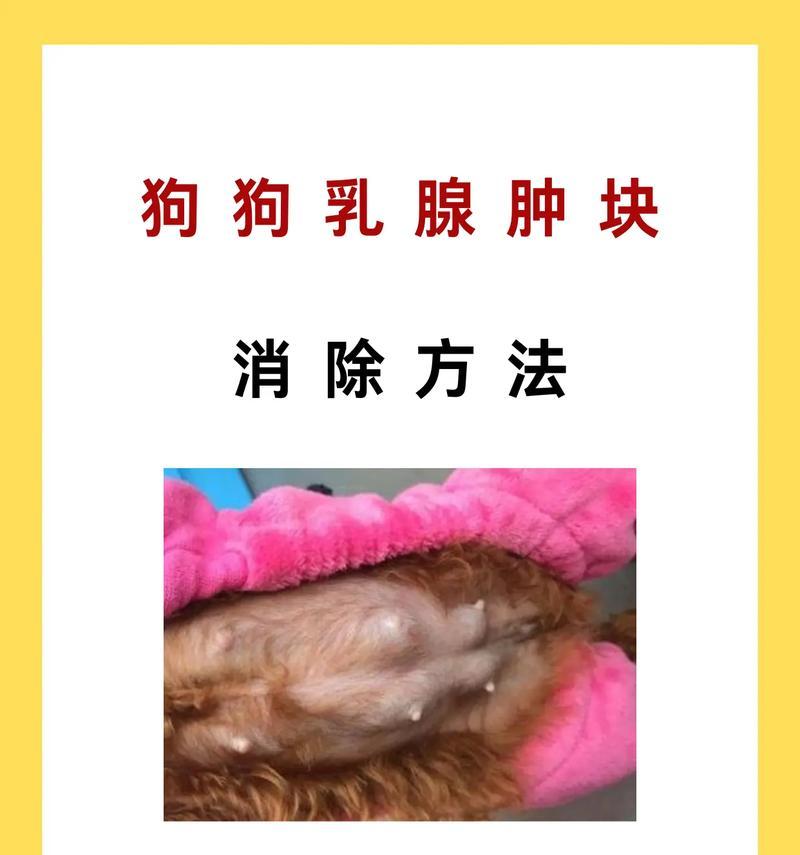 狗狗水肿应急处理指南(保护宠物健康) 狗狗水肿应急处理指南(保护宠物健康)