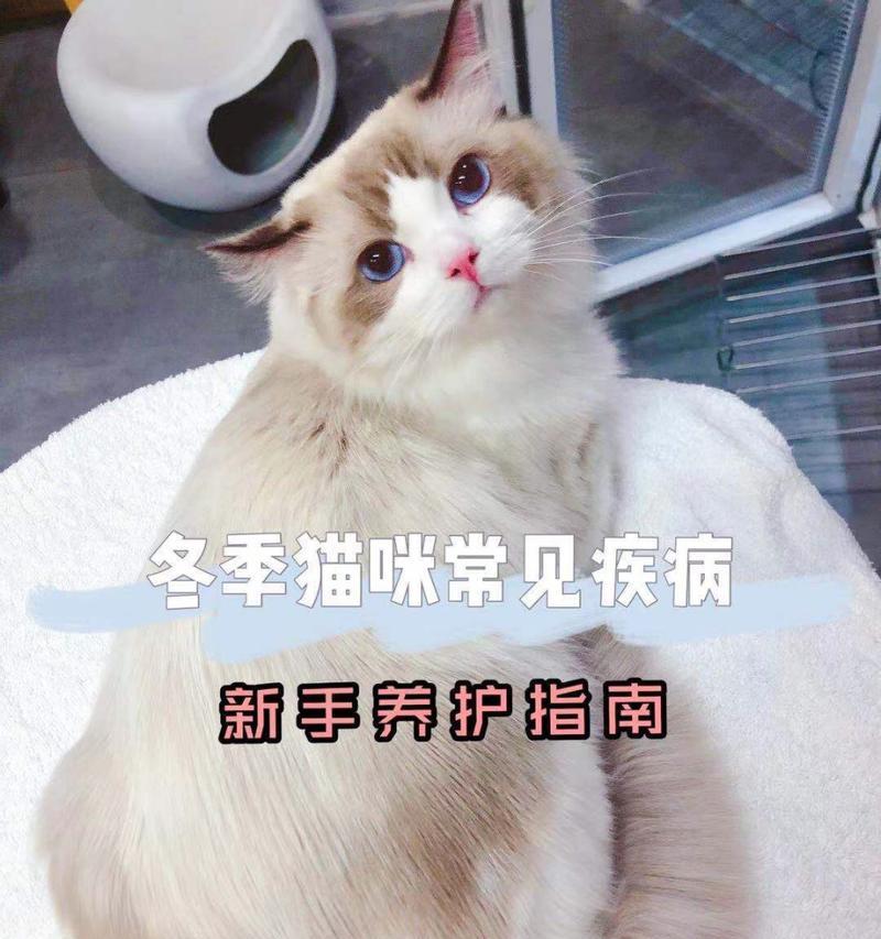 小猫的体温管理(了解宠物的正常体温范围和应对措施) 小猫的体温管理(了解宠物的正常体温范围和应对措施)