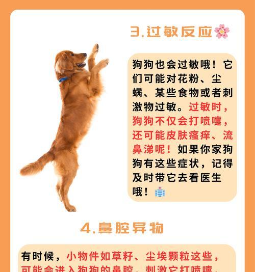 如何观察狗狗是否发烧(掌握这些方法轻松判断宠物健康) 如何观察狗狗是否发烧(掌握这些方法轻松判断宠物健康)