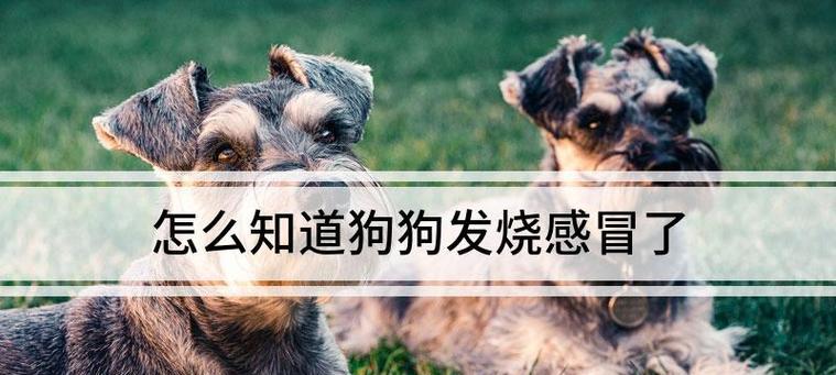 如何观察狗狗是否发烧(掌握这些方法轻松判断宠物健康) 如何观察狗狗是否发烧(掌握这些方法轻松判断宠物健康)