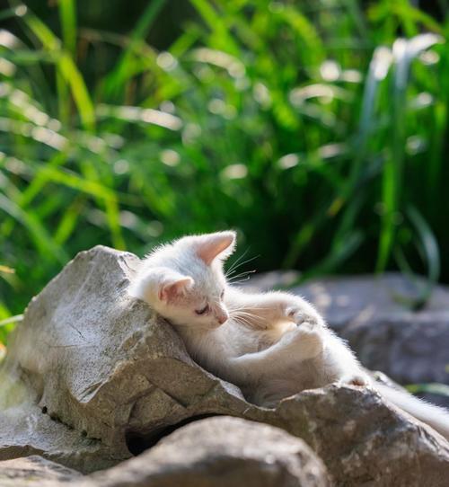 调皮捣蛋的猫咪,到底为什么这么淘气(猫咪行为学解析) 调皮捣蛋的猫咪,到底为什么这么淘气(猫咪行为学解析)