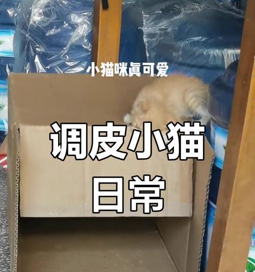 调皮捣蛋的猫咪,到底为什么这么淘气(猫咪行为学解析) 调皮捣蛋的猫咪,到底为什么这么淘气(猫咪行为学解析)
