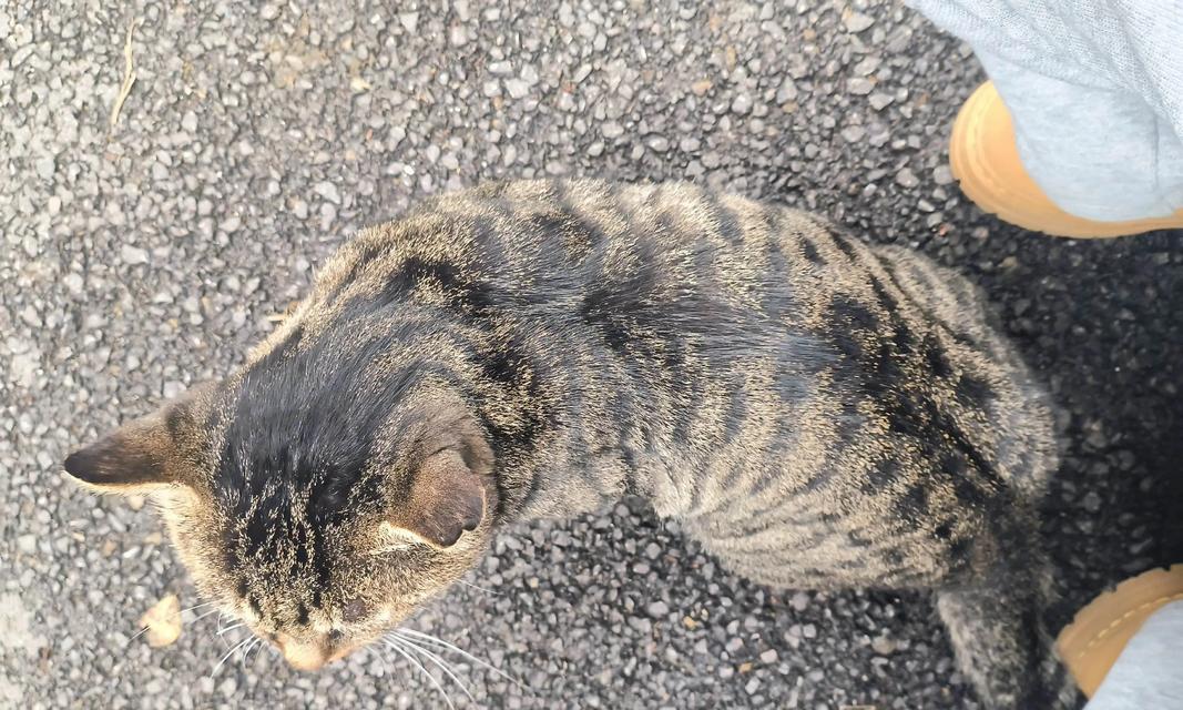 调皮捣蛋的猫咪,到底为什么这么淘气(猫咪行为学解析) 调皮捣蛋的猫咪,到底为什么这么淘气(猫咪行为学解析)