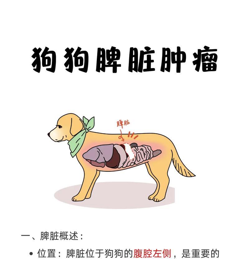 治疗宠物犬癌症的有效方法（了解宠物犬癌症的症状与治疗前提条件）