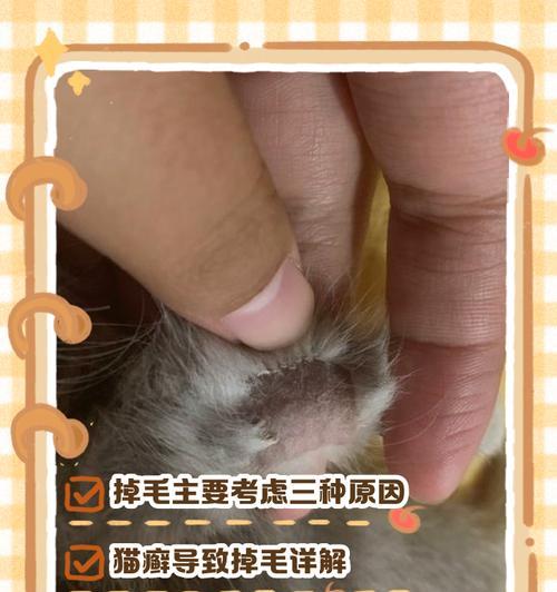 猫咪掉毛怎么办(探究猫咪掉毛的原因与解决方法) 猫咪掉毛怎么办(探究猫咪掉毛的原因与解决方法)