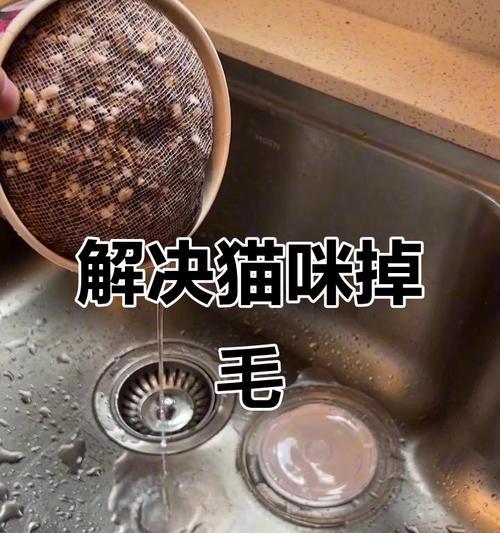 猫咪掉毛怎么办(探究猫咪掉毛的原因与解决方法) 猫咪掉毛怎么办(探究猫咪掉毛的原因与解决方法)