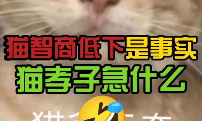 揭秘猫咪智商(宠物世界里的神秘谜团与真相揭露) 揭秘猫咪智商(宠物世界里的神秘谜团与真相揭露)