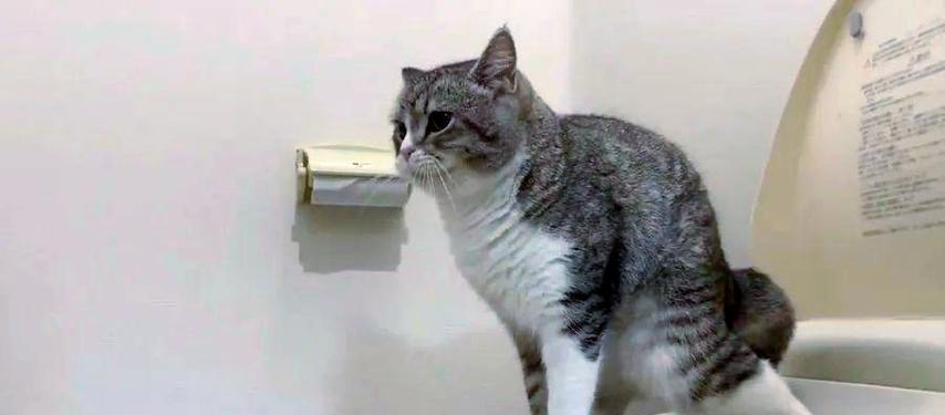 揭秘猫咪智商（宠物世界里的神秘谜团与真相揭露）