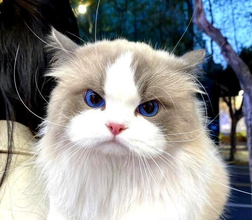 揭秘猫咪智商(宠物世界里的神秘谜团与真相揭露) 揭秘猫咪智商(宠物世界里的神秘谜团与真相揭露)