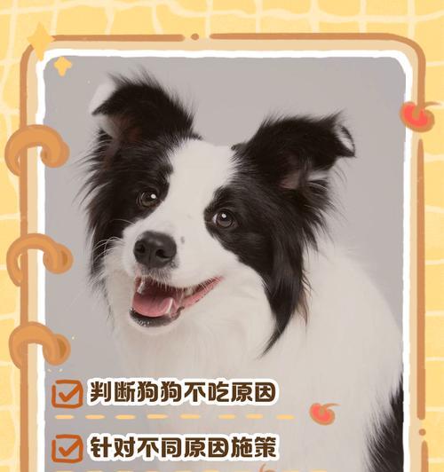 泰迪狗吃了盐怎么办（以宠物为主）