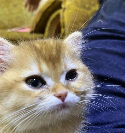 猫咪抽搐流眼泪，不只是可爱的表情（揭开猫咪抽搐的真相）