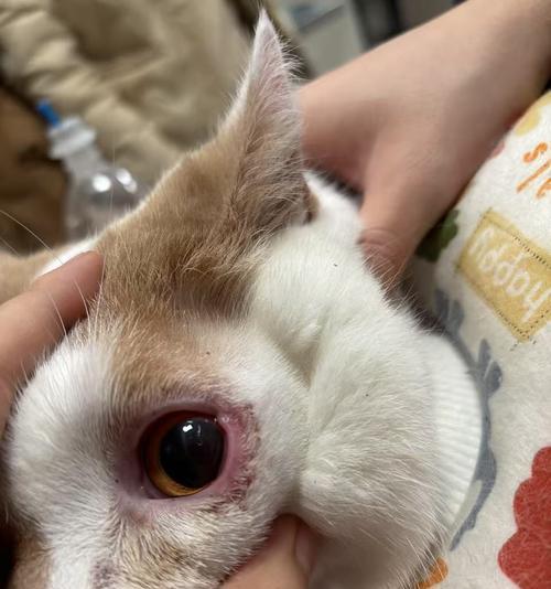 猫咪抽搐流眼泪，不只是可爱的表情（揭开猫咪抽搐的真相）