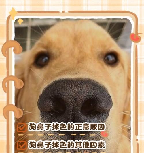 小狗的毛为什么会掉色(探究宠物毛发变色的原因和解决方案) 小狗的毛为什么会掉色(探究宠物毛发变色的原因和解决方案)