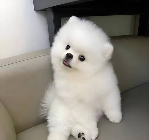 小狗的毛为什么会掉色(探究宠物毛发变色的原因和解决方案) 小狗的毛为什么会掉色(探究宠物毛发变色的原因和解决方案)
