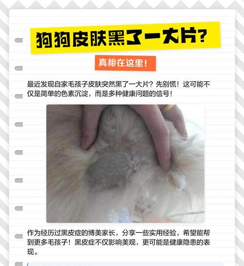 小狗的毛为什么会掉色(探究宠物毛发变色的原因和解决方案) 小狗的毛为什么会掉色(探究宠物毛发变色的原因和解决方案)
