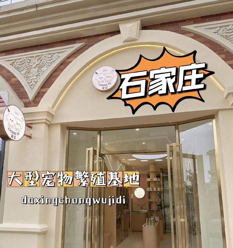 猫咪领养，给你的生活带来不一样的惊喜（以石家庄猫咪领养吧为例）