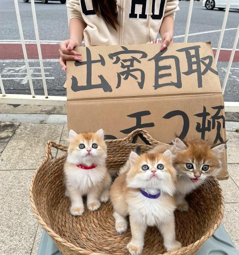 猫咪领养，给你的生活带来不一样的惊喜（以石家庄猫咪领养吧为例）
