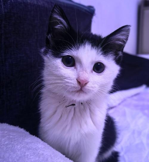 猫咪领养，给你的生活带来不一样的惊喜（以石家庄猫咪领养吧为例）