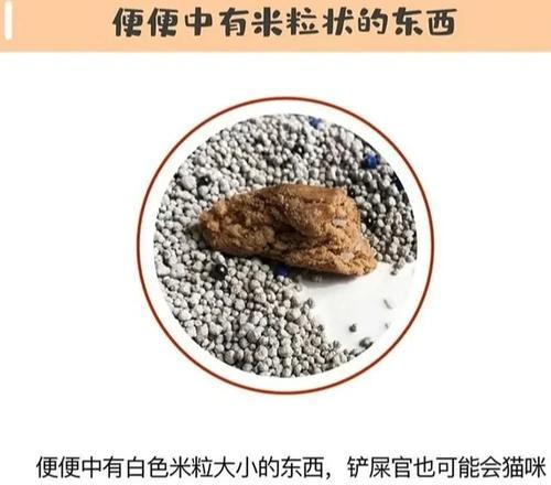 探究猫咪正常大便的特征（宠物主人必读！了解猫咪大便的关键是什么）