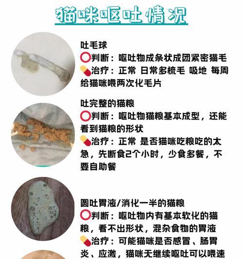 探究猫咪正常大便的特征（宠物主人必读！了解猫咪大便的关键是什么）
