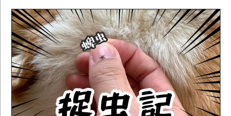宠物猫身上的蜱虫及预防方法（了解猫咪身上的蜱虫）