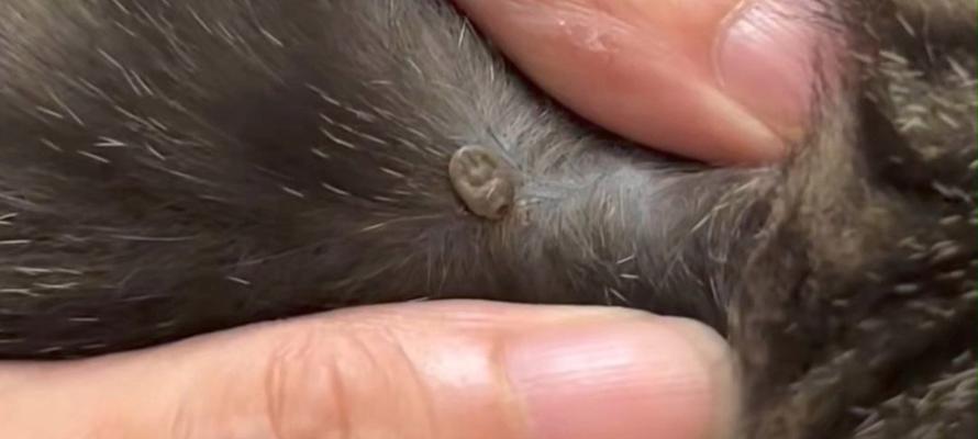 宠物猫身上的蜱虫及预防方法（了解猫咪身上的蜱虫）